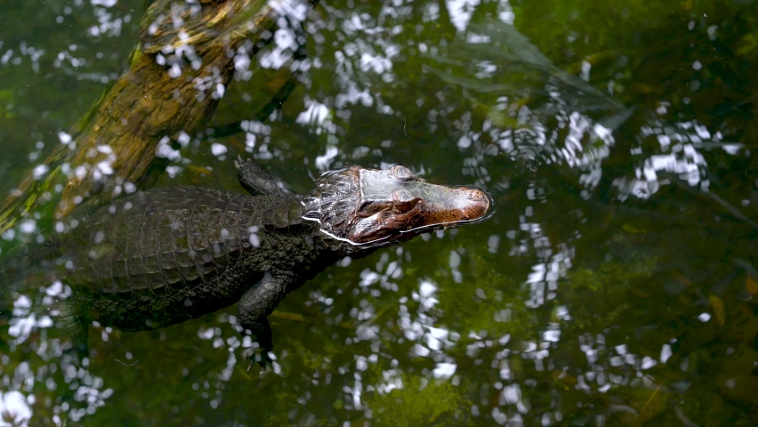 Crocodile resting quietly, floating on water. High angle locked off shot