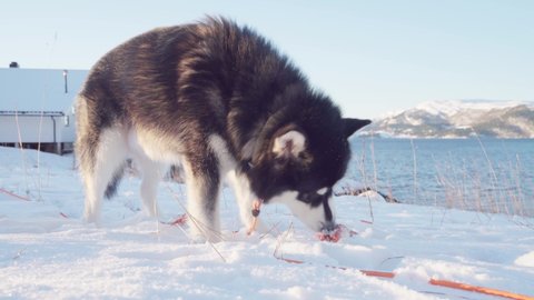 Alaskan Malamute Nibbling Bone On Snowy Ground By The River. - close up