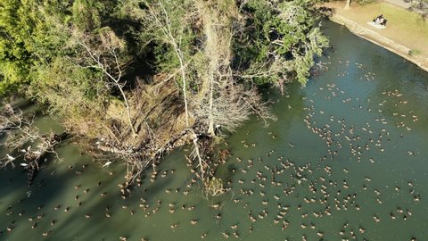 Aerial view of the black bellied whistling ducks and Ibises at Audubon Park in New Orleans