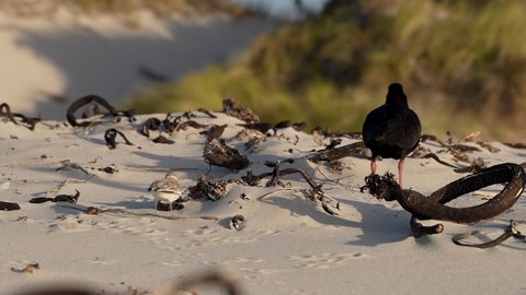 A beautiful African Black Oystercatcher on the wild sand dunes of coastal Southern Africa is challenged for territory by a small Sanderling bird.