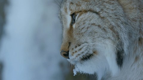 Eurasian Lynx (Lynx lynx). On the ears are long tassels. The Eurasian lynx is dwells to Siberia, Central, East, and Southern Asia, North, Central and Eastern Europe.
