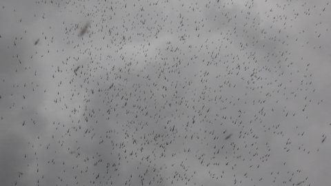 Cloud of gnats and mosquitoes flying over path on river bank