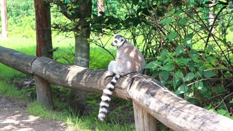 catta lemur sitting on wood fence
