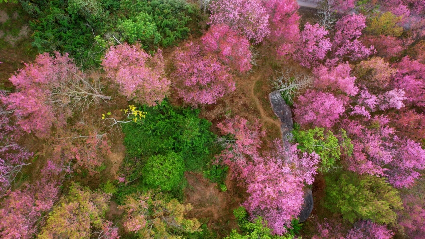 Spectacular scenery over the Wild Himalayan Cherry Trees in a beautiful forest, Northern Thailand. One of the most beautiful flower fields in Asia. Winter Flower Festival in January. Nature concept
 Royalty-Free Stock Footage #1086274304