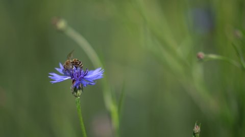 Honey Bee working on fragrant Lavender flower. Honeybee on Growing Lavender Flowers field