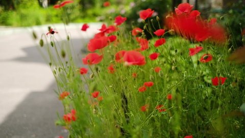 Poppies bloom in the flower bed. Red beautiful flowers. Slow motion.