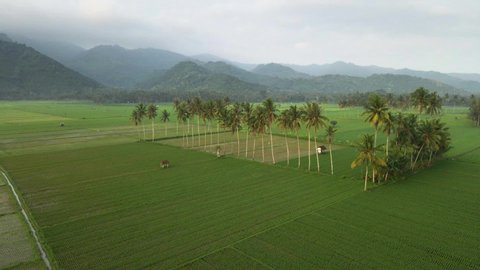 aerial view of rice field, morning, coconut tree, 