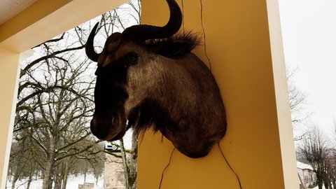Taxidermy: Large buffalo head mounted on terrace wall in winter