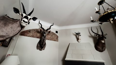 Wide angle over taxidermy collection of many animal deer and stag heads with horns at wall