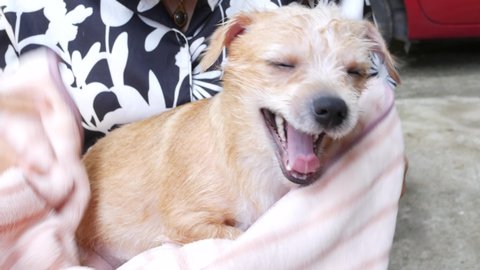 Asian woman wiping herself on a Chihuahua puppy after taking a bath. Close up chihuahua puppy dog. 