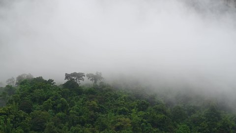 Thick fog at a rainforesting fast to the left in Sai Yok, Kanchanaburi, Thailand.