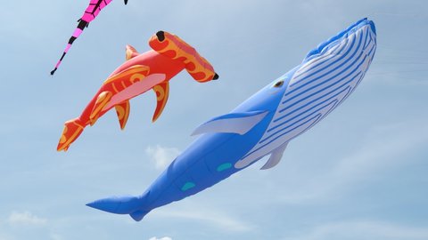 Big beautiful Inflatable kites flying together in the sky. Blue whale, orange hammer head shark and pink tadpole, soft show kites, sea creatures line laundry. Kite festival in Thailand. 10bit, 422
