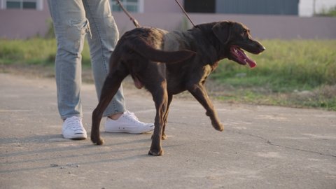 Young male owner trying to calm his hyper energetic big puppy dog while taking walk together on village street against evening sunlight, naughty Labrador pulling the leash, Problem with dogs training 