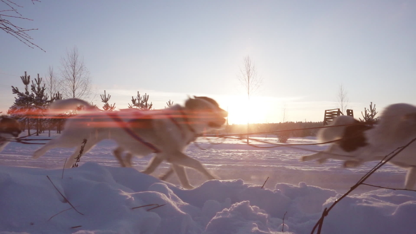 A team of sled dogs pulling a sled through the wonderful winter calm winter forest. Riding husky sledge in Lapland landscape video loop Royalty-Free Stock Footage #1086287975