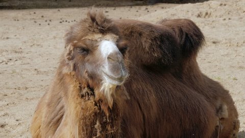 Domestic Bactrian or Mongolian camel chews forage. Camelus bactrianus. Two-humped pack animal moves jaws, looks around. Front view. Herbivorous animal with brown wooly coat sits in sandy area, in zoo