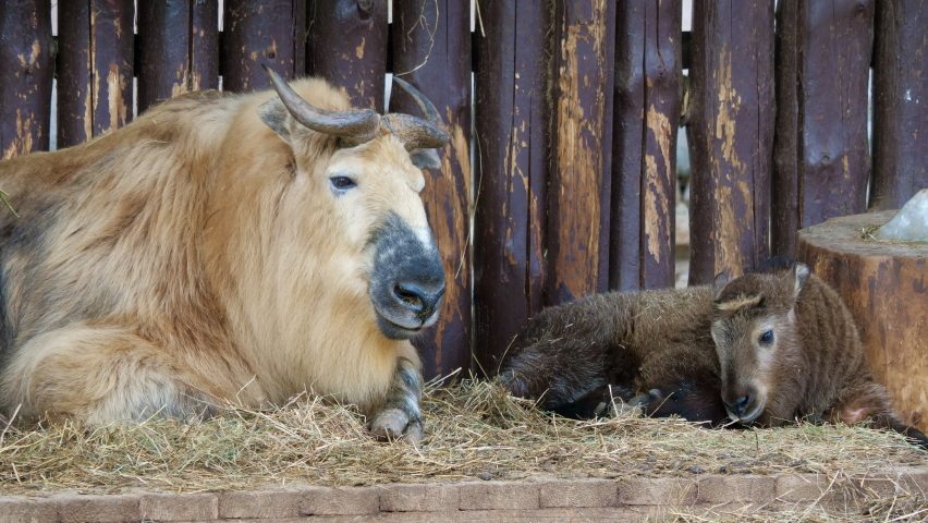 Takin, cattle chamois or gnu goat lies on hay near log wall, chewing on forage. Horned large cloven-hoofed animal with thick wool resting near its cub. Herbivore mammals in zoo, nature reserve