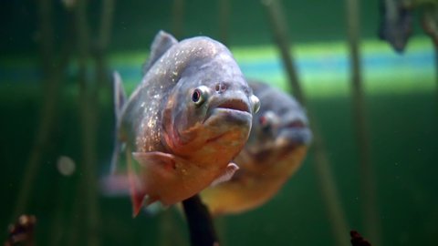 Predatory freshwater piranha fish that live in rivers and fresh water bodies in the tropical part of South America