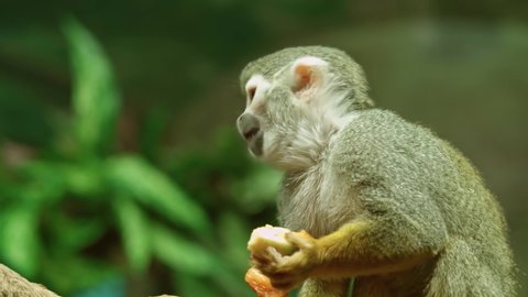 Funny Common squirrel monkey close up