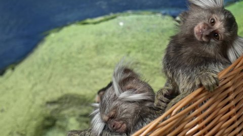 Common Marmoset cubs in the basket