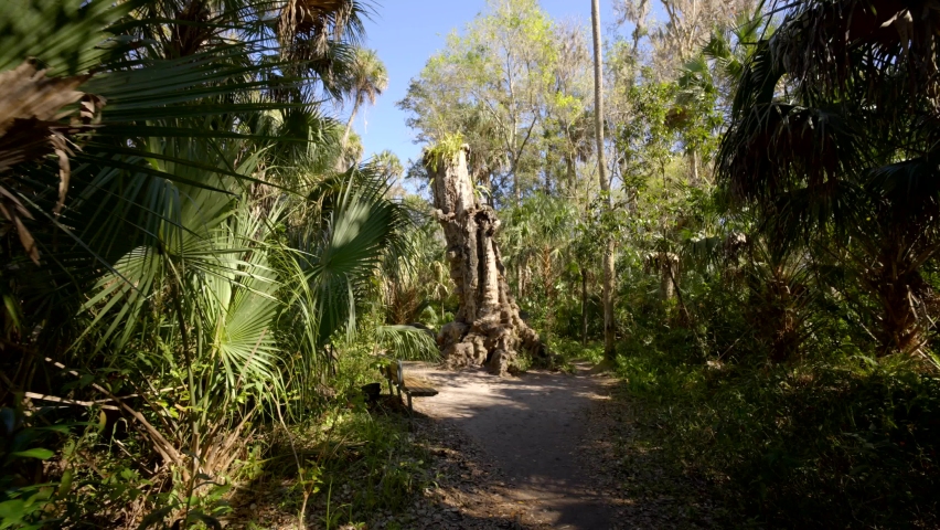 Approaching old historic tree at Highlands Hammock State Park Sebring Florida USA
