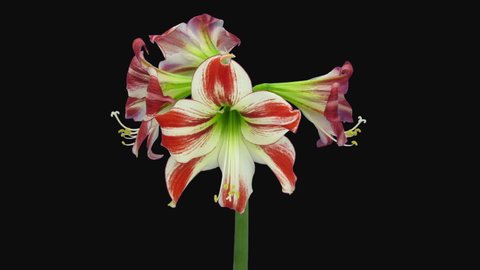 Time-lapse of dying red and white amaryllis Ambiance 15a2 isolated on black background
