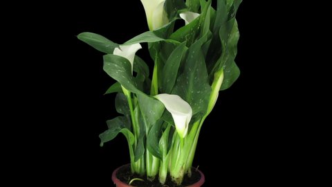 Time-lapse of growing white calla plant 1x2 isolated on black background

