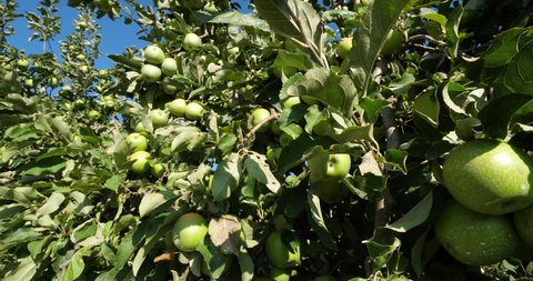 The Granny Smith, also known as a green apple or sour apple. Orchard apple trees, The Occitan, France