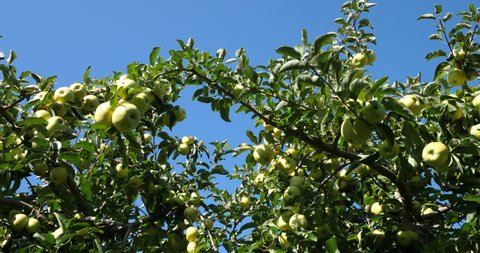 The Granny Smith, also known as a green apple or sour apple. Orchard apple trees, The Occitan, France