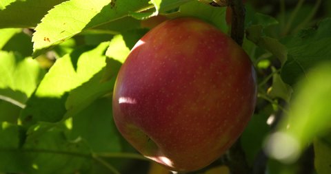 Cripps Pink. Orchard apple trees, The Occitan, France
