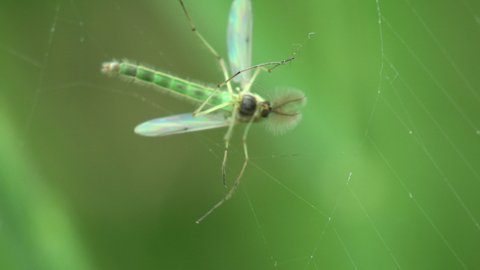Mosquito, gnat, is actively moving trying to escape from spiderweb, macro view insect in wildlife