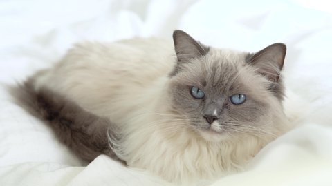 A sleepy and relaxed beautiful white and fluffy ragdoll cat with bright blue eyes looks straight at camera. Pet relaxing in home interior bedroom setting with white background. 