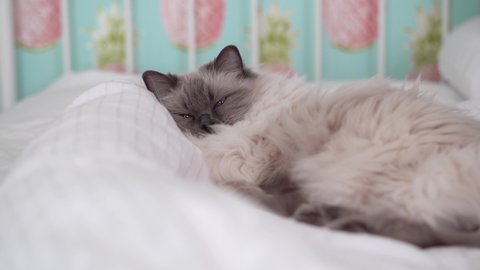 A grey and white blue pointed ragdoll with blue eyes almost completely closed. Bedroom setting with white duvet and pillows. Sleeping cat in cosy comfy position