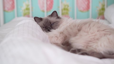 A grey and white blue pointed ragdoll with deep blue eyes. Bedroom setting with white duvet and pillows. Sleepy cat eyes almost closed, breathing deeply and looking at camera.