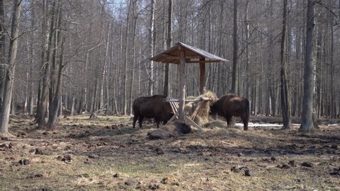 Family of Zubrs or European bisons, eating hay near the feeder. early spring in forest.