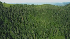 Aerial view of fir trees in a green coniferous forest on a sunny summer day. Drone footage of a coniferous forest. Trees in a coniferous forest from a bird's eye view.