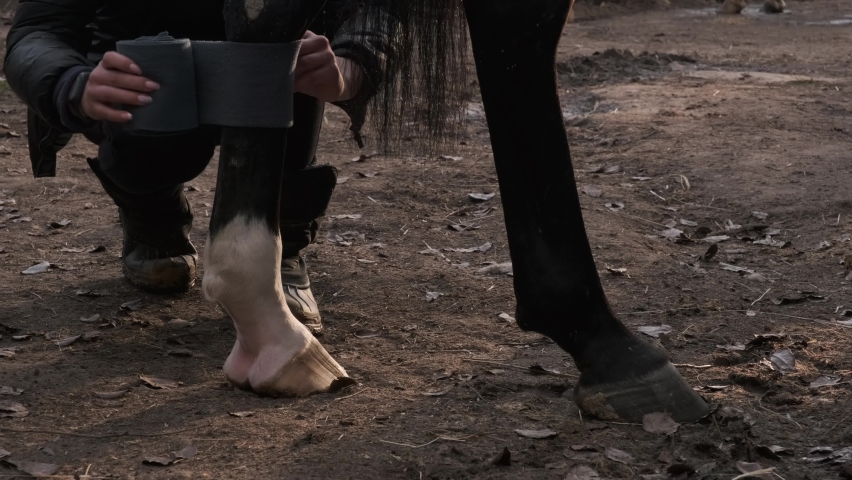 A puttee on a horse legs by autumn day