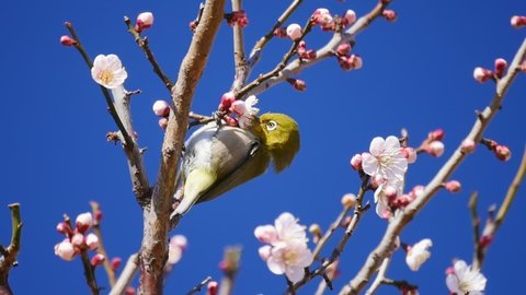 White-eye bird sucking the nectar juice from the plum tree Ume flowers in spring