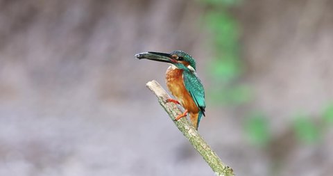The common kingfisher (Alcedo atthis) sitting on the branch with fish for its babies. Beuatifull bird with prey for his chicks. At the end of clip he fly away
