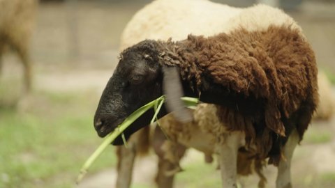 Black Headed Sheep with Brown and White Sheepskin Chewing on Green Plant