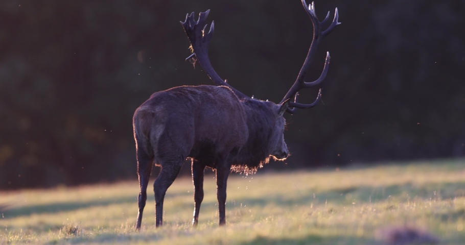 The red deer is one of the largest deer species. A male red deer is called a stag or hart, and a female is called a hind.  Royalty-Free Stock Footage #1086314555