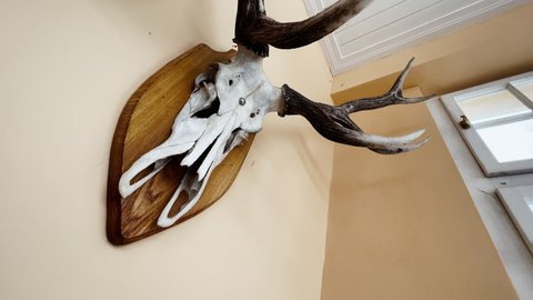 Animal skull hangs on the wall as a hunting trophy