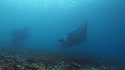 Manta Rays at underwater cleaning station
