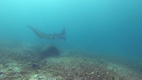 Manta Ray passes by the diver