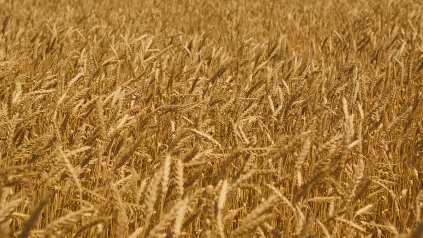 agricultural wheat field. farming wheat on the farm. harvesting golden wheat. grains growing leaves industry farm lands. farming ecological nature wheat germ concept. ripe stakes field. healthy food Royalty-Free Stock Footage #1086326648
