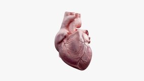 HEART ANIMATION FREE STOCK FOOTAGE  COPYRIGHT FREE VIDEOS NO COPYRIGHT  ROYALTY FREE  HD 4K 