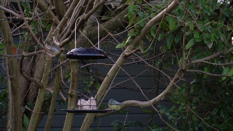 British garden birds eating from a fat ball feeder hanging from a tree. Countryside garden setting with lots of blue tits, robins, great tits and other small birds. Outdoors winter wildlife in 4k