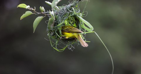 Close-up.Southern masked weaver bird building a new nest home 