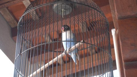 A love bird in a cage. This species belongs to the genus Agapornis. The head is black and the eyes are round like glasses.
