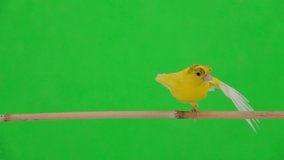 canary bird moves along a branch, on a green screen
