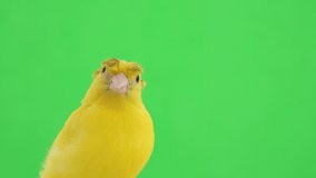 crested canary portrait on green screen
